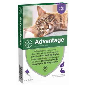 Bayer - Advantage chat et lapin de 4 kg et plus - 4 pipettes